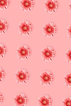 Pink Dahlia flower pattern in minimal style on pink background. Flat lay, top view. Monochrome Pop art design, creative summer concept.