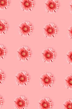 Pink Dahlia flower pattern in minimal style on pink background. Flat lay, top view. Monochrome Pop art design, creative summer concept.