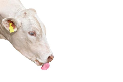 Portrait of White Bull isolated on white. Beautiful big white bull with bright pink tongue. Bull with no horns close up. Farm animals. Beef cattle isolated on white.