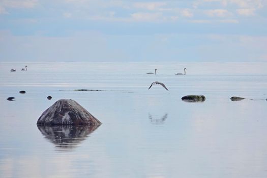 Beautiful calm landscape with birds against blue, majestic clouds in the sky. birds on a blue baltic sea