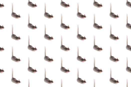 Gray Ret isolated on white seamless pattern. Rodent pet. Pop art design, creative concept.