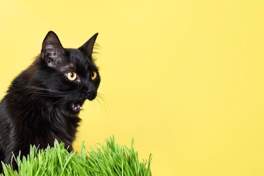 Funny fluffy black cat eating green grass isolated on yellow background. Pet banner with copy space.