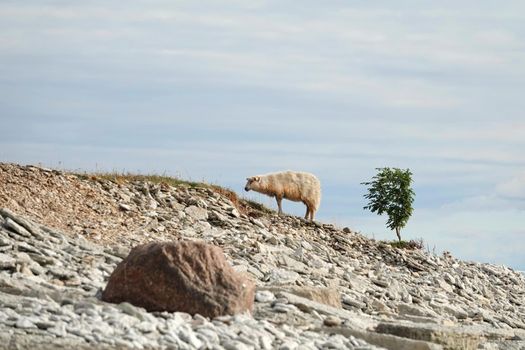 sheep walking On the top of the mountain on rock. beautiful landscape. sheep on the rocks. Mountain sheep in Osmussaar iscland.