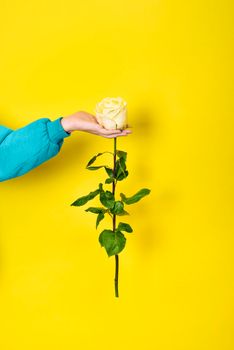 Female hand holds white rose flower. Romantic gift concept. White rose flower in hand isolated on yellow background.