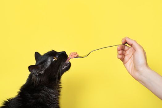 Black fluffy cat eats cat food from a fork isolated on yellow background. Pet food banner concept with copy cpace.