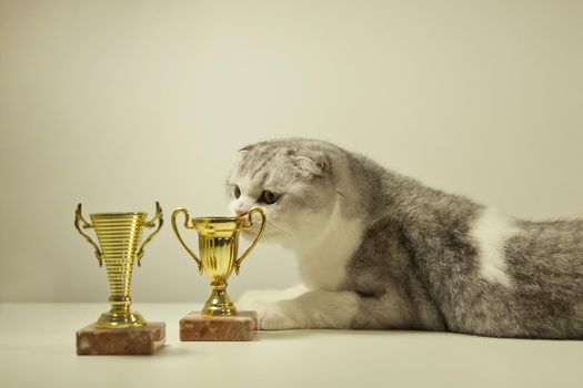 Scottish fold white cat with his trophy or award. Champion Cat lying on the Table with His Golden Trophy. Focus on the cat. cat's show