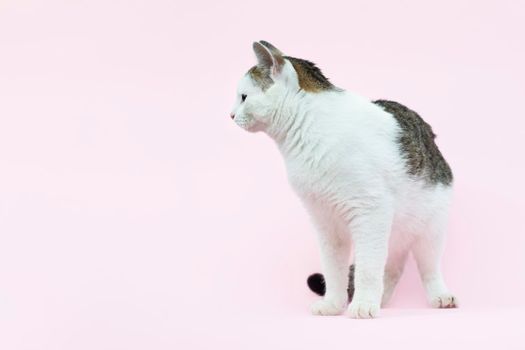 Beautiful fluffy spotted wite and grey cat isolated on a pink background. Curious cat sitting Full length and looking away. Pets.