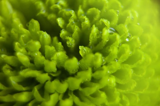 Close-up shot of green chrisanthem. Shallow Focus at macro photo. water drops.