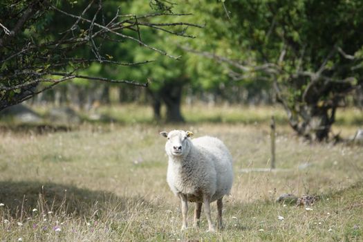 Farmland View of a Woolly Sheep in a Green forest Field. Wild animial with horns - sheep portrait
