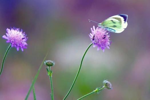 Closeup beautiful butterfly sitting on the flower.