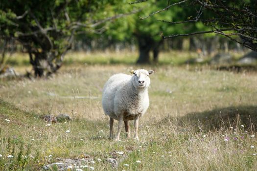 Farmland View of a Woolly Sheep in a Green forest Field. Wild animial with horns - sheep portrait