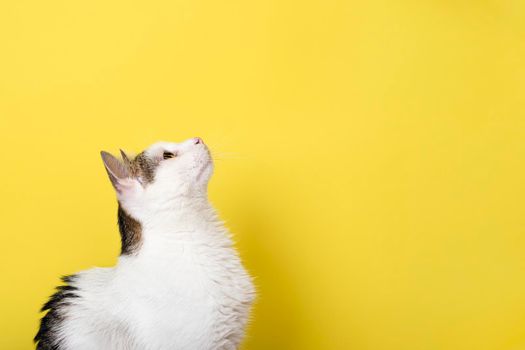 Curious cat looking up isolated on yellow background. Pet Banner with copy space.