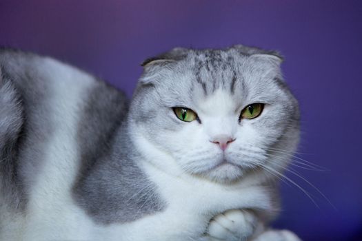 Scottish Shorthair cat on a blue background. White cat british fold