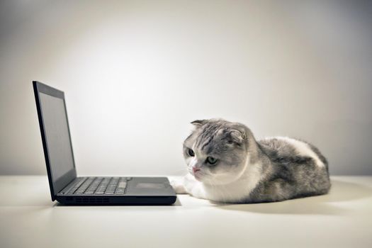 Scottish fold white tabby Cat and notebook. A cat sitting near the computer. Cat at home peeping behind a computer screen, domestic kitten in natural background, cat relaxing on computer laptop.