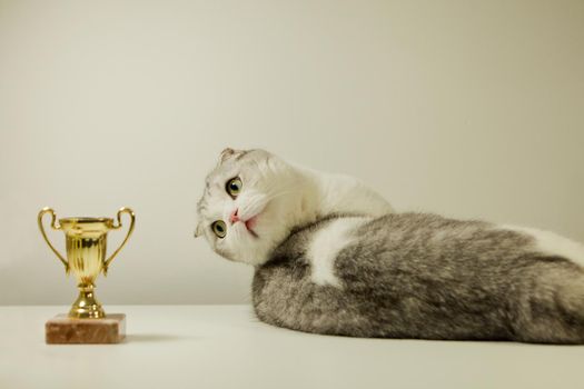 Scottish fold white cat with his award. Champion Cat lying on the Table with His Golden Trophy. Focus on the cat. cat's show