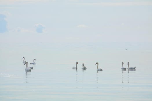 Lot of White whooper swans Cygnus cygnus on the lake with blue background. beautiful elegant royal birds swimming on the lake on a water in Osmussaar island in Estonia