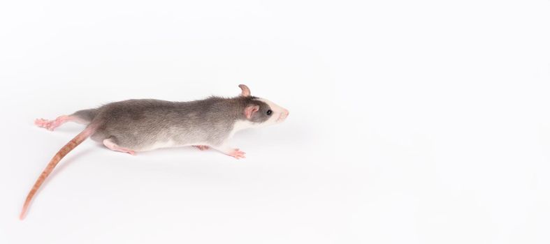 Young rat isolated on white. Rodent pets. Domesticated rat close up. Rat sniffs the air