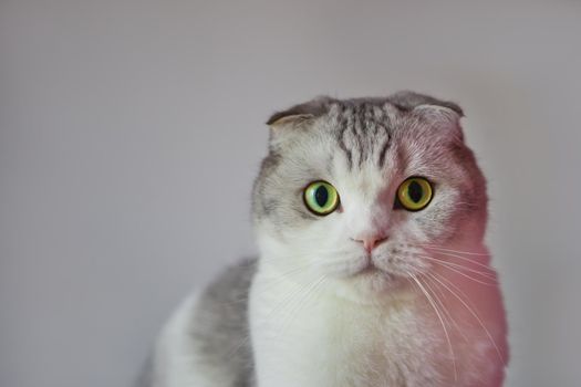 Surprised scottish fold male cat. Portrait of Scottish Fold Cat with round face and big eyes