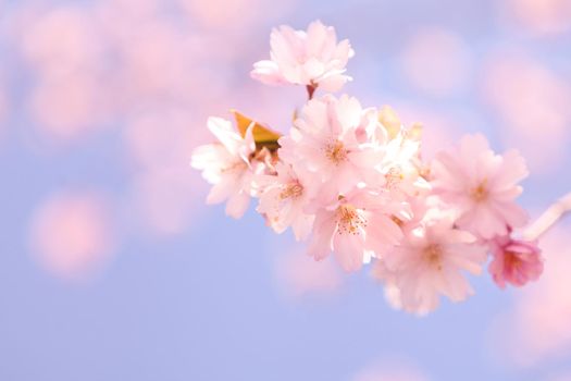 blossoming cherry flowers at spring time. Abstract soft background with cherry blossom and sunlight in shot. Selective focus image