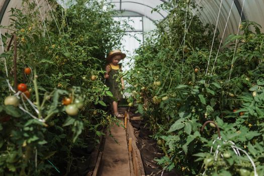 A little girl in a straw hat is picking tomatoes in a greenhouse. Harvest concept.