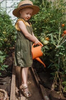 A little girl in a straw hat is picking tomatoes in a greenhouse. Harvest concept. Watering plants with water, caring for tomatoes.