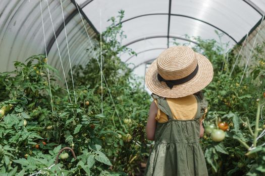 A little girl in a straw hat is picking tomatoes in a greenhouse. Harvest concept.