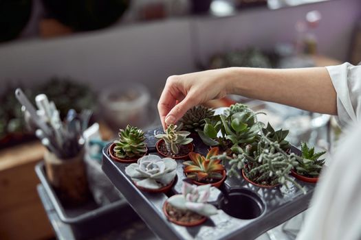 Confident female florist is working with dryed flowers in cozy flower shop