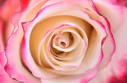 Vibrant fresh pink and white rose close up. Rose head macro photo background. Template or mock up. Top view.