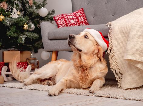 Golden retriever dog in new year hat lying in room decorated for christmas