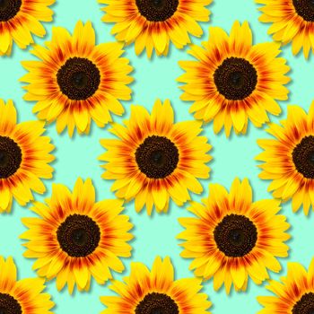 Sunflower seamless pattern. Bright yellow sunflowers on blue background. Floral pattern. Top view, flat lay.