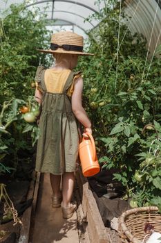 A little girl in a straw hat is picking tomatoes in a greenhouse. Harvest concept. Watering plants with water, caring for tomatoes.