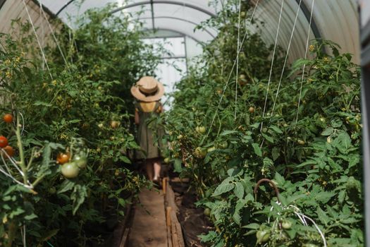 A little girl in a straw hat is picking tomatoes in a greenhouse. Harvest concept.