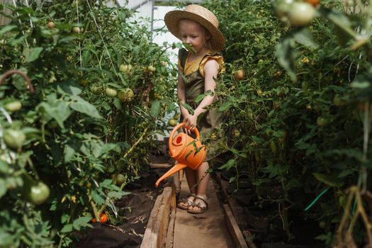 A little girl in a straw hat is picking tomatoes in a greenhouse. Harvest concept. Watering plants with water, caring for tomatoes.