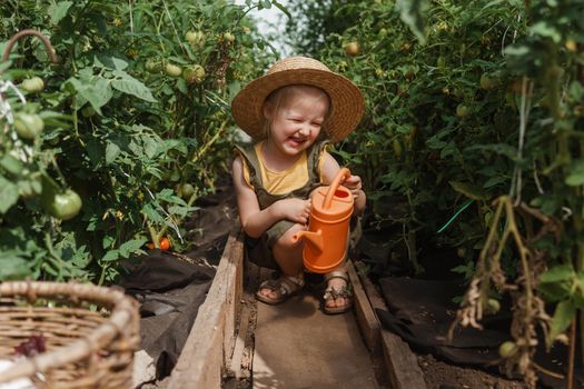 A little girl in a straw hat is picking tomatoes in a greenhouse. Harvest concept. Watering plants with water, caring for tomatoes.