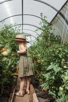 A little girl in a straw hat is picking tomatoes in a greenhouse. Harvest concept. Watering plants with water, caring for tomatoes.