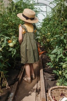 A little girl in a straw hat is picking tomatoes in a greenhouse. Harvest concept. Watering plants with water, caring for tomatoes.