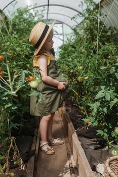A little girl in a straw hat is picking tomatoes in a greenhouse. Harvest concept. Watering plants with water, caring for tomatoes.
