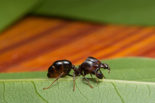 macro red ant