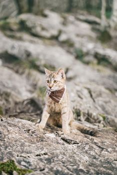 Little cute traveler cat wearing in bandana walking on rocky terrain outdoor.