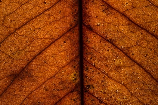 Background texture of leaf