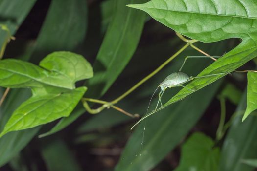 Grasshopper on leaf