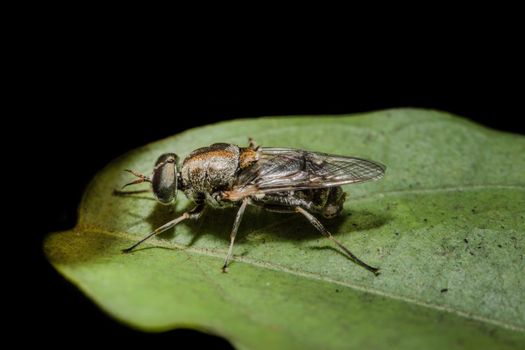 Close up photos of fruit fly