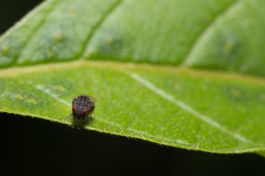 Close up photos of fruit fly