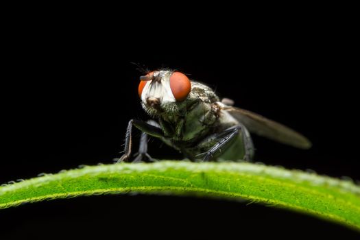 Close-up of fly on leaf