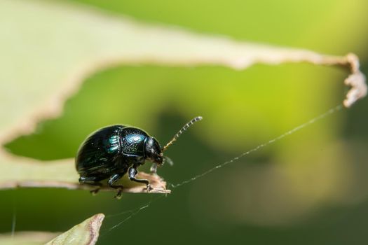 Close up photos of beetles