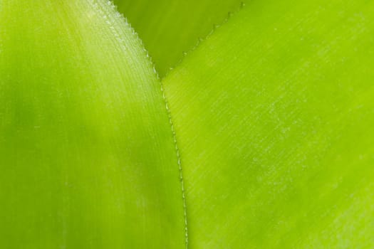 Background macro pattern of green leaves