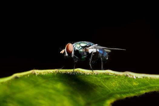 Close-up of fly on leaf