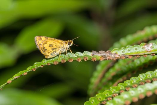 Butterfly on the leaf