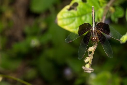 Take a short distance black dragonfly.