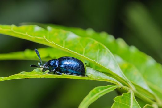 Close-ups Blue beetle